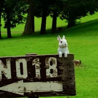白ウサギ ホームホールを ご案内 我もラビット ピョンと跳ぶだけ
