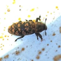 トゲアシクチブトゾウムシのペア