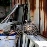 九州F島の猫たち　2025年4月　その6