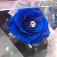 青いバラに！
