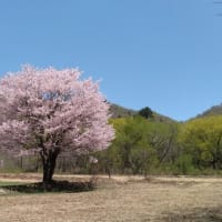 No.1,072　桜速報  11　桧原の１本桜