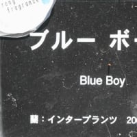 ブルー ボーイ　〈Blue Boy　バラ〉　