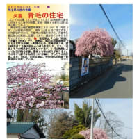 花巡り「梅－369」　久喜　青毛の住宅　