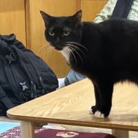 看板猫のいるお店で猫飲み (2506-1)