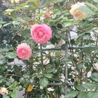 我が家の花