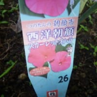 今年買いました「西洋朝顔」さんが咲きました。