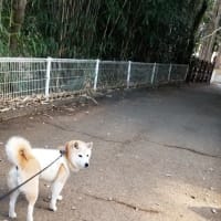 クリンへの想いは尽きなくて・・・311