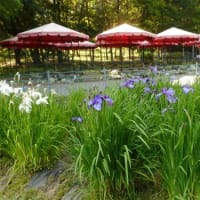 井頭公園のハナショウブ