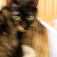 失敗猫写真！目が四つ！！
