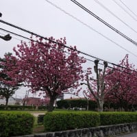 今朝のお散歩写真　盛りたくさん（海・アンネのバラ・キジ・桜）　写真18枚