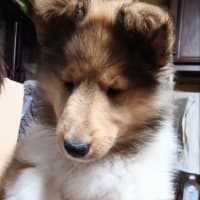 吹雪君(テッペイ)巣立ちました