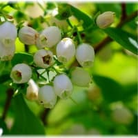 蒜山ハーブガーデンハービル「岡山県真庭市蒜山西茅部」2025・5月