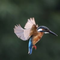 ヌスビトハギ　盗人萩　マメ科　花はピンクの小さな萩ですが、種豆がやっかい物です。今日の野鳥：カワセミ