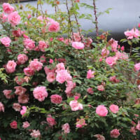 ☆スパニッシュ・ビューティー＆ガートルードジェキル～きょうの庭バラ