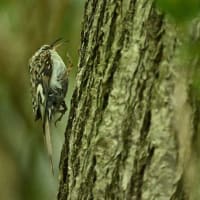 キバシリの親子