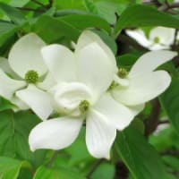5／12 ウツギ、シャリンバイ、ヤマボウシの白い花