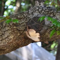 2025年6月7日 昭和記念公園のキノコ