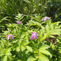 じゃがいもの花