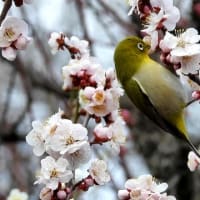 大阪城　梅林　メジロ（２０２５年３月７日）動画