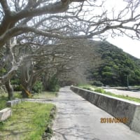 過去の写真　レノボ（パソコン）より移動（その３）