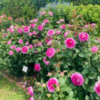 浜寺公園の薔薇