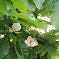 河東碧梧桐／夏断(げだち)して仏の痩を思ひけり