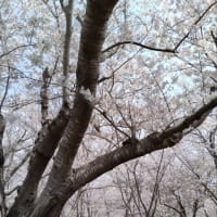 4/6日記