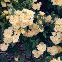 暑すぎますが、お花は元気！