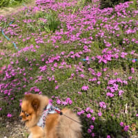 花と犬　お花見とシークレットガーデン散歩