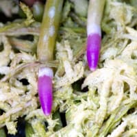 富貴蘭に魅せられて（駿河牡丹）