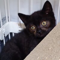 ブーちゃん捜査と子猫のこと