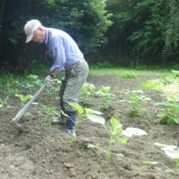 枝豆とヒマワリ周りを耕運除草して土寄せ