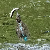 後ろ向きお魚銜え　2025.7.7