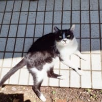 7月pop up shopのおしらせ