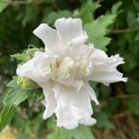 涼しげな花たち