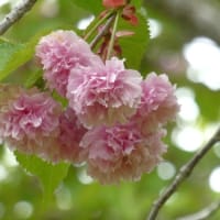 サクラ：釧路八重がまだ咲いてますょ