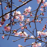 大漁桜開花