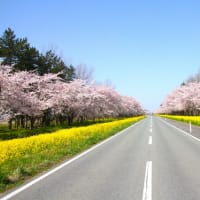 秋田の桜　　お気に入り　　　　～星空掲示板～