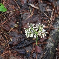 ヒトツボクロに蕾
