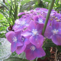 紫陽花「ラグーン」　8　と　「マジカルレッド」　5
