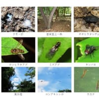 大阪城公園