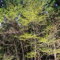 初見の樹、カナクギノキ　南部町　　令和6年4月14日