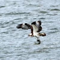 04/28探鳥記録写真-2：遠賀川河口堰の鳥たち①（ミサゴの狩り模様）