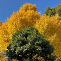 松野官房長官　不信任案否決