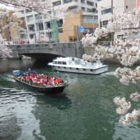 満開の桜の川を行き来する船