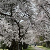 ときどき森へ・・・長野支場でお花見 🌸