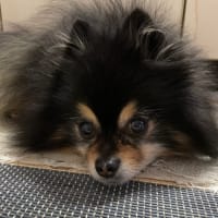 気分転換にヘアカット