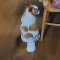 ベイクドチーズケーキを作ったんだけどね