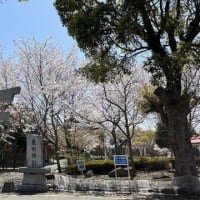 さくら・サクラ・桜