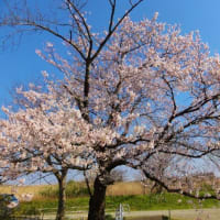 桜（瓢湖）